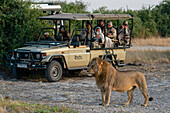 Touristen in einem Safarifahrzeug beobachten einen Löwen (Panthera leo), Savuti, Chobe-Nationalpark, Botsuana, Afrika