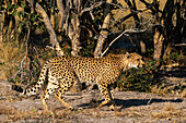 Gepard (Acinonyx jubatus) beim Spaziergang, Savuti, Chobe-Nationalpark, Botsuana, Afrika