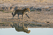 Leopard (Panthera pardus) an einem Wasserloch, Savuti, Chobe-Nationalpark, Botsuana, Afrika