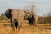 Afrikanischer Elefant (Loxodonta africana) beim Spaziergang in der Savanne, Khwai-Konzession, Okavango-Delta, Botsuana, Afrika