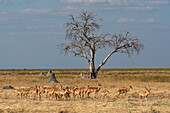 Impalas (Aepyceros melampus) in der Mababe-Ebene, Chobe-Nationalpark, Botsuana, Afrika