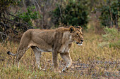 Lioness (Panthera leo) walking, Savuti, Chobe National Park, Botswana, Africa