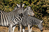 Steppenzebras (Equus quagga), Khwai-Konzession, Okavango-Delta, Botsuana, Afrika