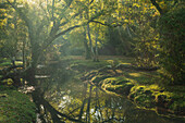 Stream running through a deciduous woodland in autumn in the New Forest National Park, Hampshire, England, United Kingdom, Europe