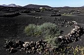 Weinberg, Lanzarote, Kanarische Inseln, Spanien, Atlantik, Europa