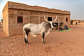 Bull standing in front of a village main house in a rural area of Northern Senegal, West Africa, Africa