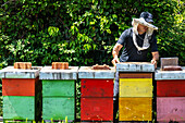 Beekeeper with colourful hives, in Ubli, Montenegro, Europe