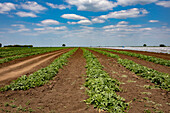 Wassermelonenplantage in der Provinz Timis, Rumänien, Europa