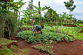 Woman working in a vegetable garden in Huye province, southern Rwanda, Africa