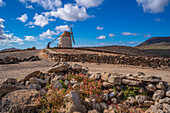 Blick auf eine typische Windmühle und Landschaft an einem sonnigen Tag, La Oliva, Fuerteventura, Kanarische Inseln, Spanien, Atlantik, Europa