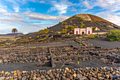 Blick auf Vulkanlandschaft und Weinberge bei La Geria, La Geria, Lanzarote, Las Palmas, Kanarische Inseln, Spanien, Atlantik, Europa