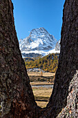 Monte Leone framed from two larches, Alpe Veglia, Val Cairasca valley, Divedro valley, Ossola valley, Varzo, Piedmont, Italy, Europe