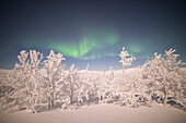Schneebedeckte Bäume unter der Aurora Borealis, Gemeinde Kiruna, Kreis Norrbotten, Lappland, Schweden, Europa