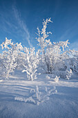 Einsame, schneebedeckte Bäume, Gemeinde Kiruna, Kreis Norrbotten, Lappland, Schweden, Europa