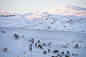 Rentierherde im Schnee, Abisko, Gemeinde Kiruna, Kreis Norrbotten, Lappland, Schweden