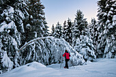 Young girl walks with snowshoes in the snowy forest, Piazzola alp, Castello dell'Acqua, Sondrio Province, Valtellina, Lombardy, Italy, Europe