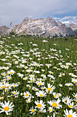 PIz La Ila, Alta Badia, Badia Valley, Dolomites, Bolzano province, South Tyrol, Italy, Meadows with cima Piz Lavarela and Cima Cunturines in the background
