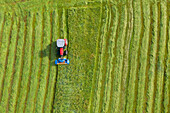 Luftaufnahme eines Traktors auf einem Feld, der Gras für Heu mäht, Valtellina, Provinz Sondrio, Lombardei, Italien, Europa