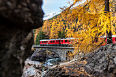 Bernina Express train along the colors of autumn, Morteratsch, Engadine, canton of Graubunden, Switzerland