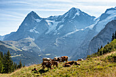 Kühe auf der Weide vor der Jungfraugruppe, Murren, Lauterbrunnen, Schweiz, Europa