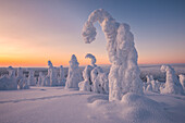Gefrorene Bäume in den verschneiten Wäldern des Riisitunturi-Nationalparks bei Sonnenuntergang, Posio, Lappland, Finnland, Europa