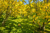 Wanderer entspannt sich und betrachtet Goldregenbäume (Laburnum Anagyroides), der größte Goldregenwald Europas, Berg Generoso, Intelvi-Tal, Provinz Como, Lombardei, Italien, Europa (MR)