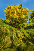 Laburnum tree (Laburnum Anagyroides) in the forest, the biggest Laburnum forest of Europe, Generoso mount, Intelvi valley, Como province, Lombardy, Italy, Europe