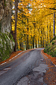 Straße im Herbst, Bagni di Masino, Masinotal, Provinz Sondrio, Valtellina, Lombardei, Italien, Europa