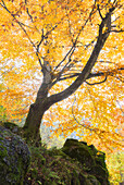 Autumn trees, Bagni di Masino, Val Masino, Sondrio province, Valtellina, Lombardy, Italy, Europe