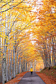 Ein Wanderer genießt die herrlichen Farben des Herbstes in den Apenninen, Nationalpark Toskanisch-Emilianischer Raum, Gemeinde Ventasso, Provinz Reggio Emilia, Region Emilia Romagna, Italien, Europa