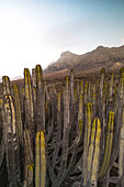 eine Langzeitbelichtung, um die schöne Aussicht nahe der Playa de Cofete an einem Sommertag einzufangen, mit dem Kaktus im Vordergrund, Naturpark de Jandia, Fuerteventura, Kanarische Insel, Spanien, Europa