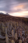 a long exposure to capture the sunset at Cofete Beach during a summer warm sunset with cactus in foreground, Natural Park de Jandia, Fuerteventura, Canary Island, Spain, Europe