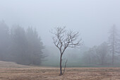 Ein einsamer toter Baum im Nebel in Folgaria, Trentino, Italien
