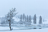 Einsamer Baum im Winter auf der Alpe Cimbra, Trentino, Italien