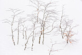 Little trees on the snow at Abruzzo, Italy