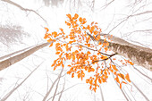Last leaves on a beech tree in the woods of Folgaria, Trentino, Italy