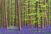 Trees and flowers in the bluebells forest of Halle, Belgium, Europe