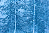 Geisterbäume im Winter in Ceresole Reale, Piemont, Italien
