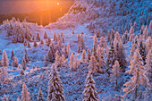 Sunrise and first snow on trees at Valbona, Veneto, Italy
