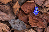 Hepatica nobilis on a leaves bed at Levico Terme, Trentino, Italy