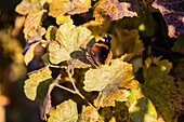 Butterfly on a grape leaf in a lavaux vineyard, nature, wine-growing region on the list of unesco world heritage sites since 2007, wine, lavaux, canton of vaud, switzerland