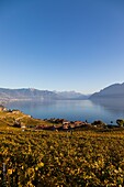 View of the lavaux vineyards and lake geneva, wine-growing region on the list of unesco world heritage sites since 2007, wine, lavaux, canton of vaud, switzerland
