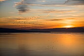 Flight of birds over lake geneva at sunset, romanticism, poetry, meditation, plenitude, contemplation, unesco world heritage, canton of valais, switzerland