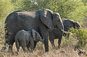 Das Baby des Afrikanischen Elefanten (Loxodonta africana) im Krüger-Nationalpark, Südafrika, lehnt sich an seine Mutter, um sie zu trösten und in Sicherheit zu bringen.