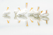 A pod of American White Pelicans (Pelecanus erythrorhynchos) reflected in a pond in heavy morning fog in the Viera Wetlands, Florida , USA.
