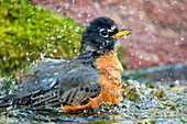 Rotkehlchen (Turdus migratorius) beim Baden im Bach im Hinterhof im späten Abendlicht, Kleefeld, MB, Kanada.