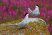 Küstenseeschwalbe (Sterna paradisaea) in der Hudson Bay, Churchill, Manitoba, Kanada. Küstenseeschwalben nisten häufig in Nord-Manitoba, Nunavut und den Nordwest-Territorien. Sie verteidigen ihre Nester und Jungen sehr aggressiv gegen alle Raubtiere und Bedrohungen, einschließlich des Menschen.