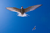 Arctic Tern (Sterna paradisaea) on Hudson Bay, Churchill, Manitoba, Canada. Arctic Terns nest commonly in Northern Manitoba, Nunavut, and the Northwest territories. They defend their nests and young very aggressively against all predators and threats including humans.