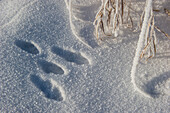 Jackrabbit tracks on hoarfrost and snow