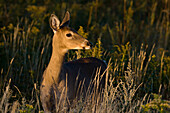 White-tailed Deer (Odocoileus virginianus) mature adult doe in sunset light, Buffalo Point, MB, Canada
